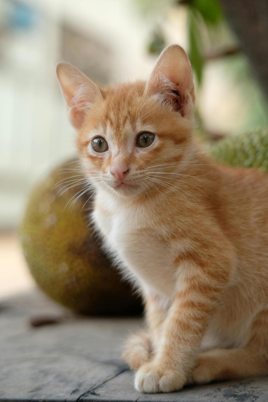 Preparing Your Home for a New&nbsp;Pet?